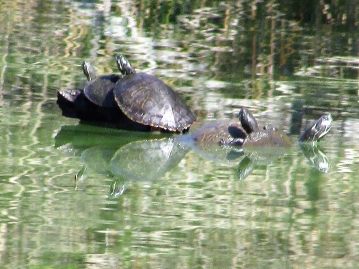 © Photo Artist Susan Ruth Robertson 090025006100 001.JPG