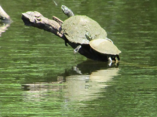 © Photo Artist Susan Ruth Robertson 090025006100 007.JPG