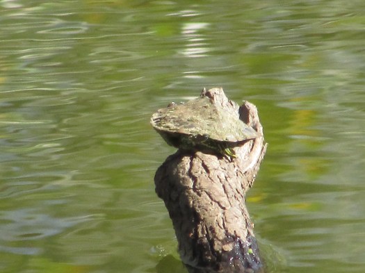 © Photo Artist Susan Ruth Robertson 090025006100 040.JPG