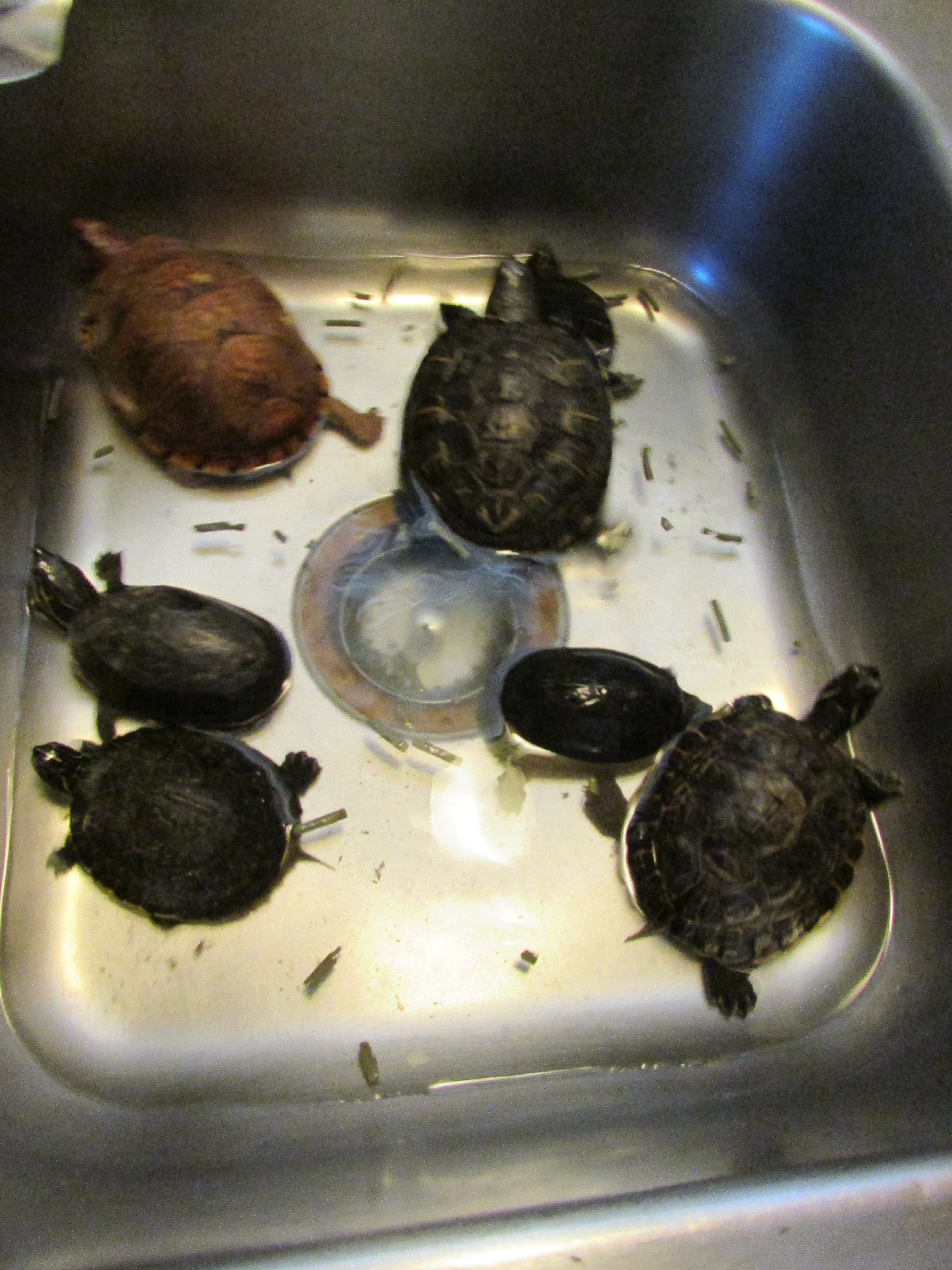 © Photo Artist Susan Ruth Robertson 090025006100 088.JPG