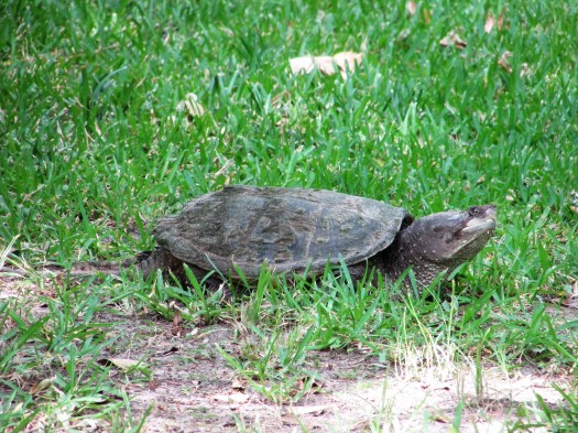 ©Photo Artist Susan Ruth Robertson 090025006100 012.JPG