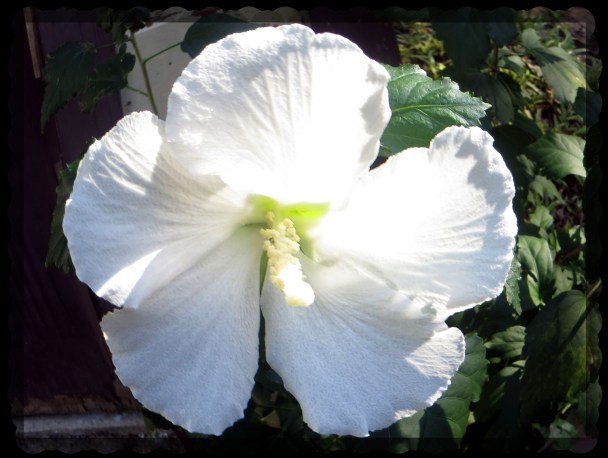 © Photo Artist Susan Ruth Robertson 090025006100 001 - Copy (2).JPG