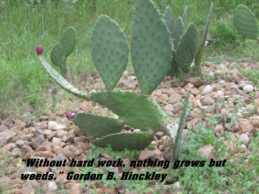 © Photo Artist Susan Ruth Robertson 090025006100 011.JPG