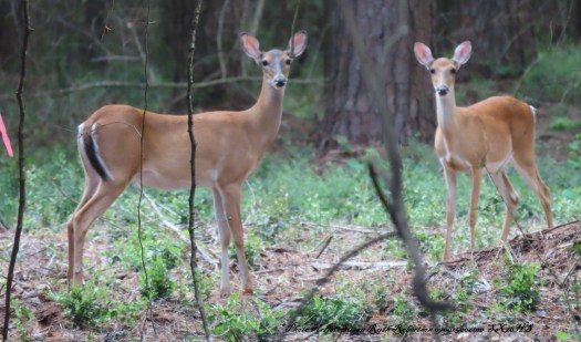 © Photo Artist Susan Ruth Robertson 090025006100 SX70HS 022